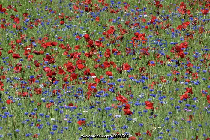 : Common Poppies and Cornflower (Centaurea cyanus) : Common Poppies and Cornflower (Centaurea cyanus)