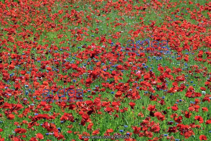 : Common Poppies and Cornflowerc(Centaurea cyanus) : Common Poppies and Cornflowerc(Centaurea cyanus)