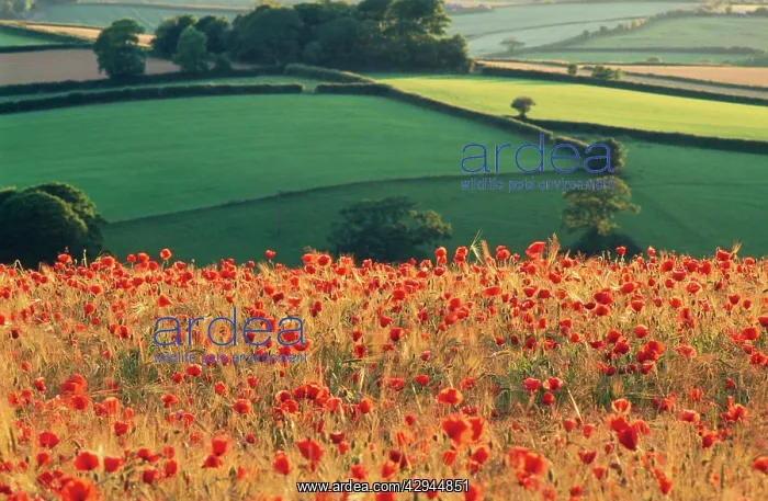 : Common POPPIES - in farming landscape : Common POPPIES - in farming landscape