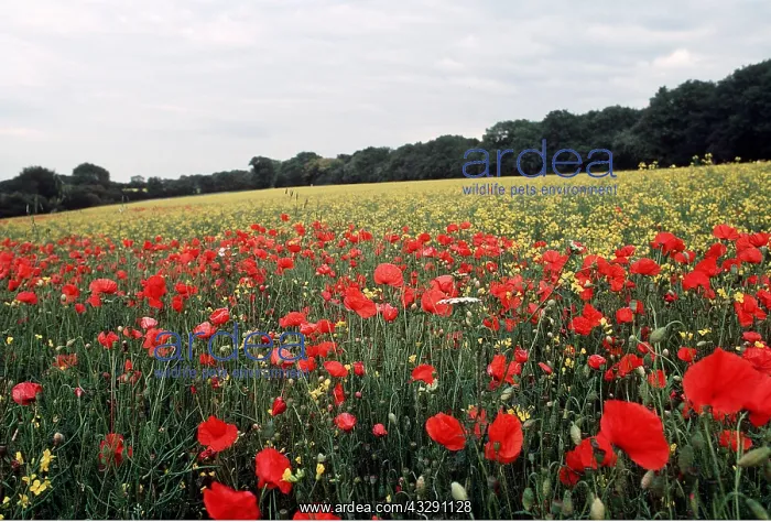 : Common POPPIES - in field : Common POPPIES - in field