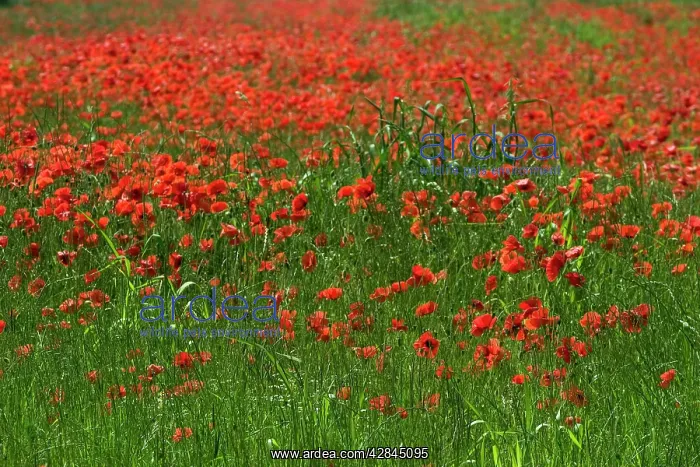 : Common Poppies - a field of poppies in June : Common Poppies - a field of poppies in June