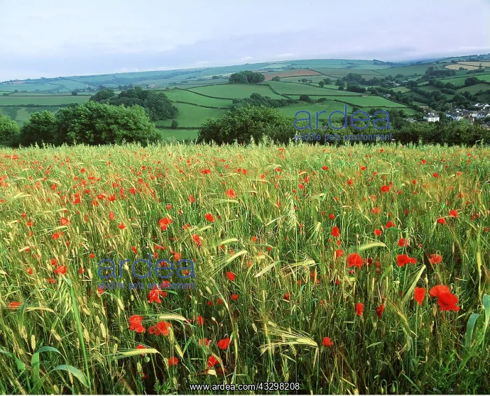 : Common POPPIES - in green barley field : Common POPPIES - in green barley field