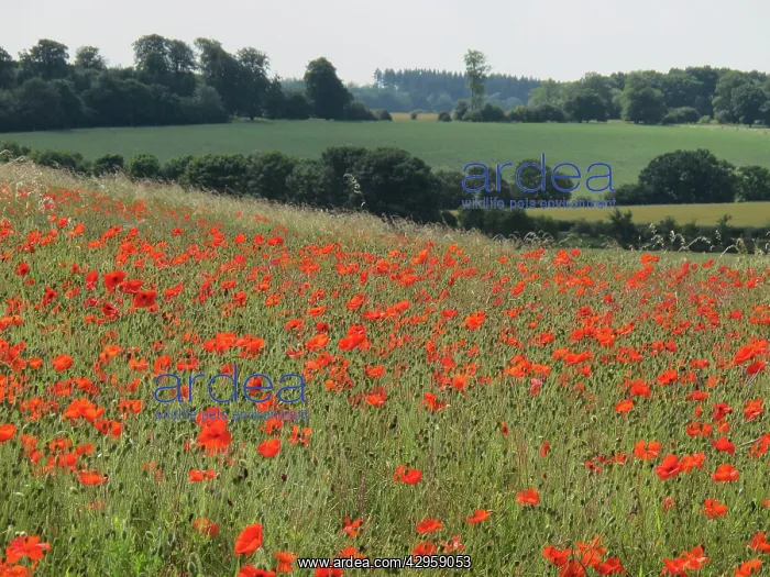 : Common Poppies - growing wild on chalk downland : Common Poppies - growing wild on chalk downland