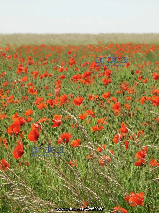 : Common Poppies - growing wild on chalk downland : Common Poppies - growing wild on chalk downland