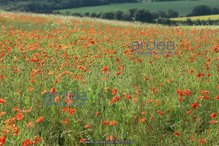 : Common Poppies - growing wild on chalk downland : Common Poppies - growing wild on chalk downland