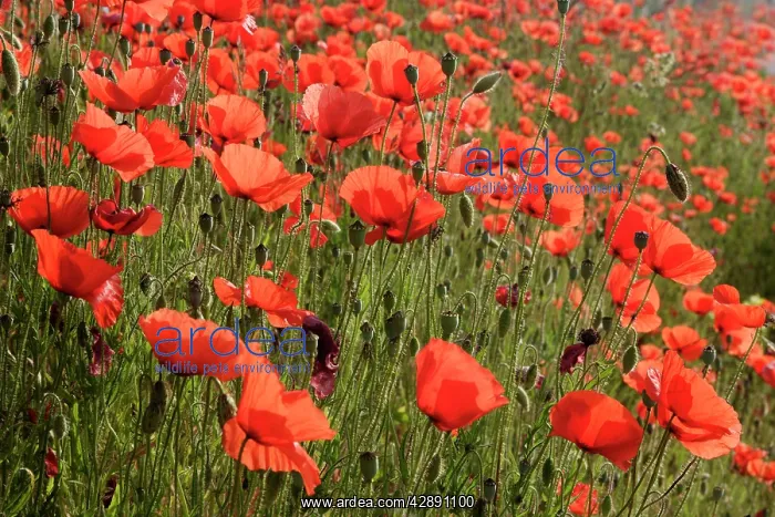 : Common poppies - mass : Common poppies - mass