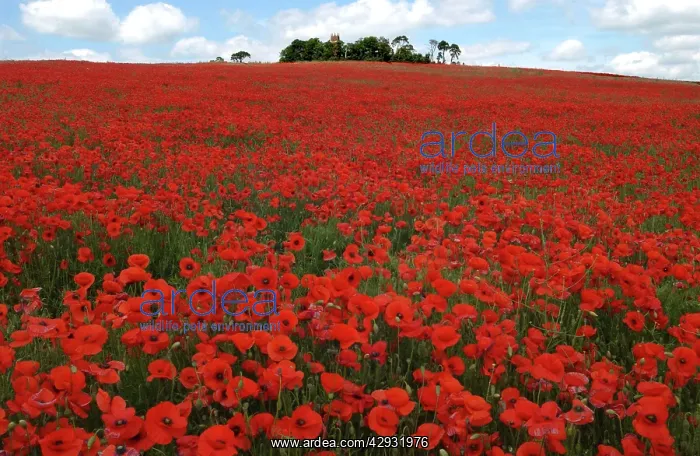 : Common Poppies - mass in filed, April : Common Poppies - mass in filed, April