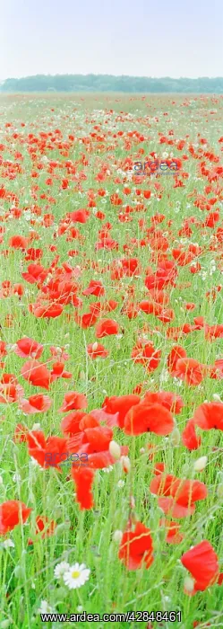 : Common Poppies - in meadow : Common Poppies - in meadow