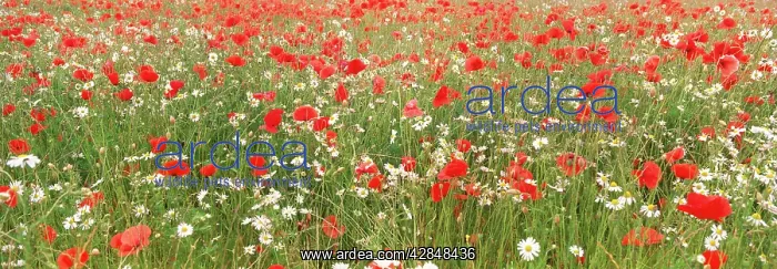 : Common Poppies and Scentless Mayweed in meadow : Common Poppies and Scentless Mayweed in meadow