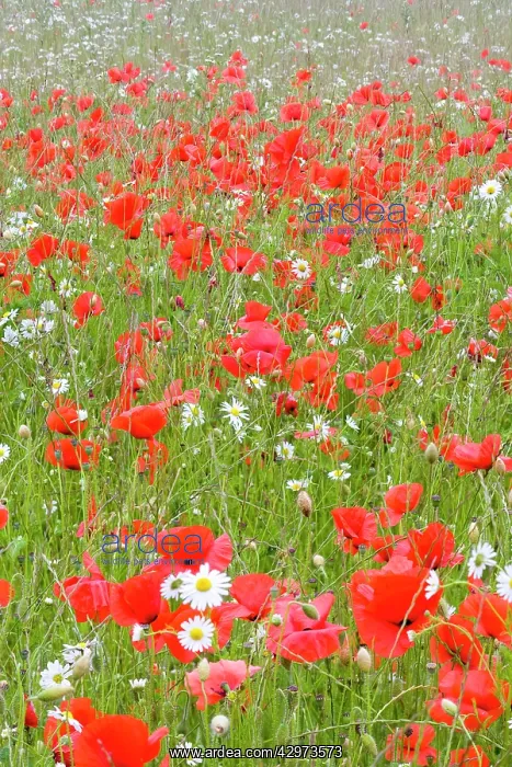 : Common Poppies - and Scentless Mayweed in meadow : Common Poppies - and Scentless Mayweed in meadow