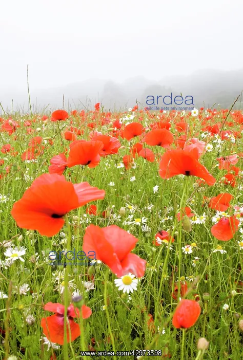 : Common Poppies - and Scentless Mayweed in meadow : Common Poppies - and Scentless Mayweed in meadow