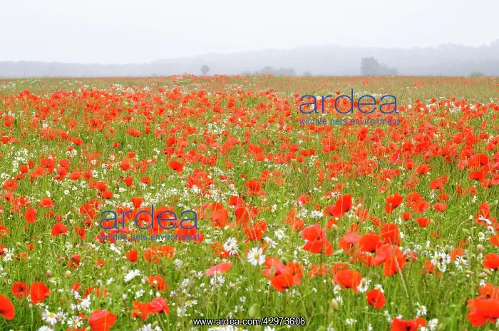 : Common Poppies - and Scentless Mayweed in meadow : Common Poppies - and Scentless Mayweed in meadow