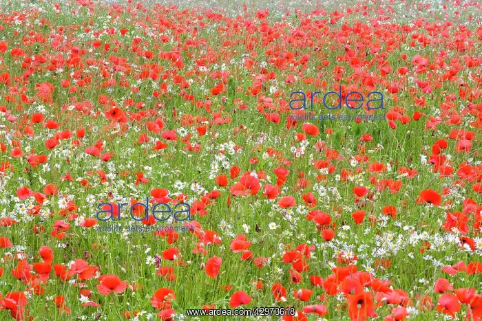 : Common Poppies - and Scentless Mayweed in meadow : Common Poppies - and Scentless Mayweed in meadow