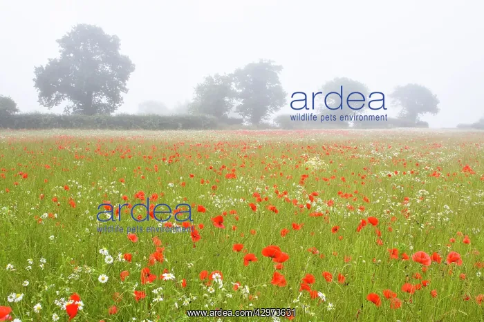 : Common Poppies - and Scentless Mayweed in meadow : Common Poppies - and Scentless Mayweed in meadow