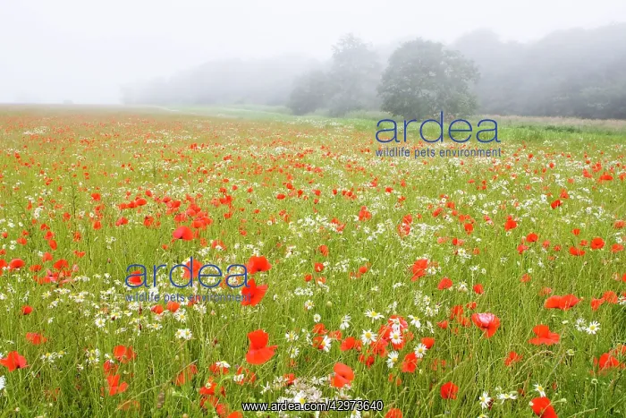 : Common Poppies - and Scentless Mayweed in meadow : Common Poppies - and Scentless Mayweed in meadow