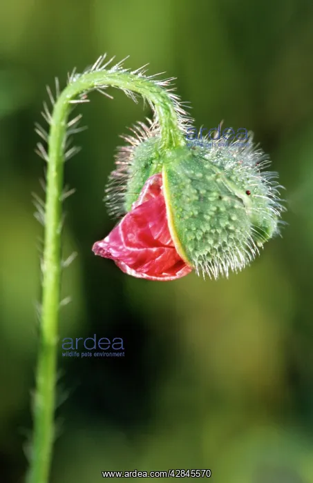  : Common Poppy