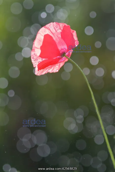  : Common Poppy - angled toward sun, backlit with