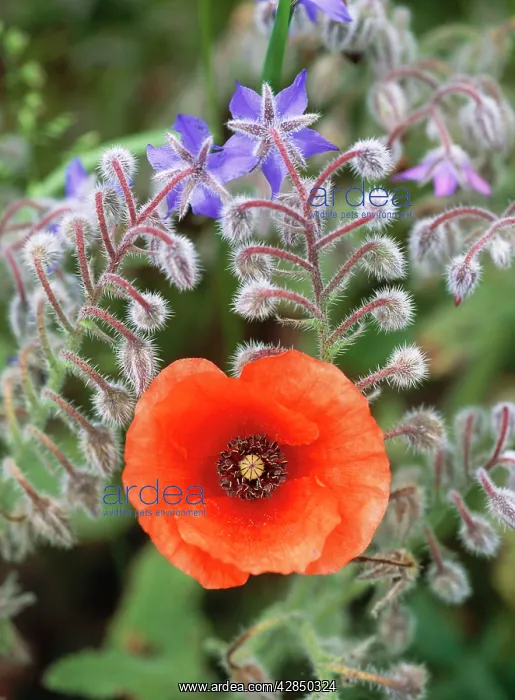 : Common POPPY - and Borage in old garden : Common POPPY - and Borage in old garden