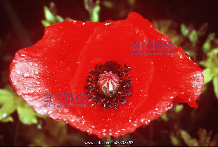 : COMMON POPPY - close-up of flower : COMMON POPPY - close-up of flower