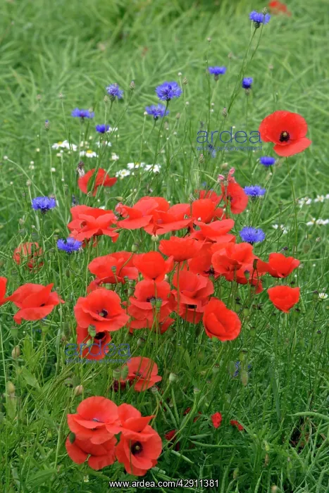 : Common Poppy and Cornflower (Centaurea montana) : Common Poppy and Cornflower (Centaurea montana)