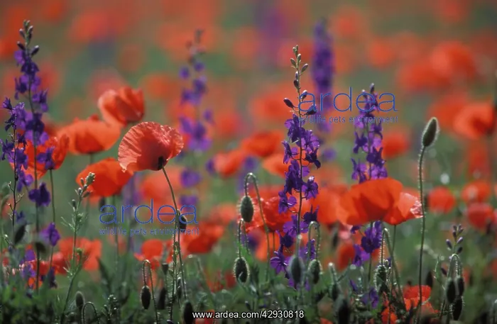 : Common POPPY and Eastern Larkspur (Consolida hispanica) : Common POPPY and Eastern Larkspur (Consolida hispanica)
