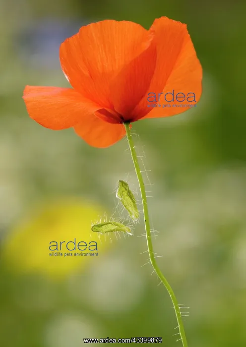 : Common Poppy or Field Poppy, with fallen sepals : Common Poppy or Field Poppy, with fallen sepals