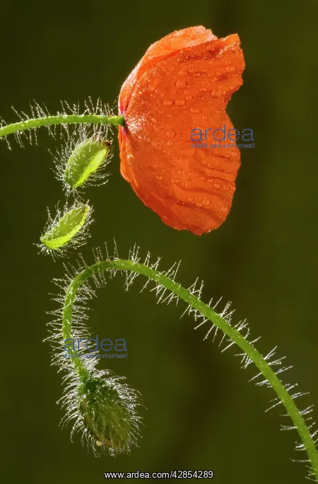 : Common Poppy or Field Poppy - flower and bud, after rain : Common Poppy or Field Poppy - flower and bud, after rain