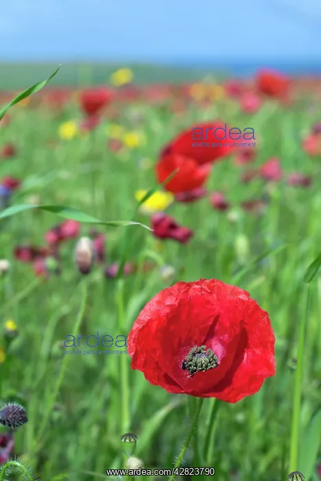 : Common Poppy - in field - summer : Common Poppy - in field - summer