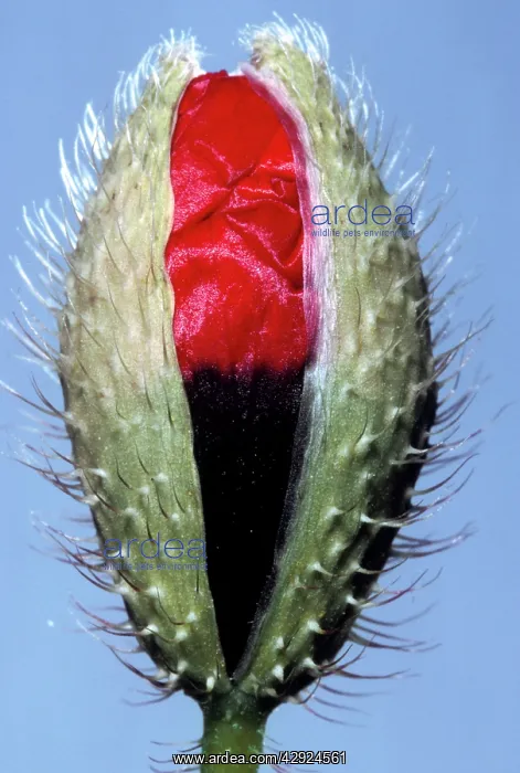 : Common Poppy - flower bud about to open : Common Poppy - flower bud about to open