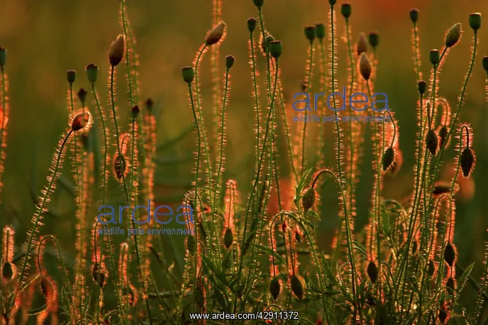: Common Poppy - flower bud and seed heads in evening light : Common Poppy - flower bud and seed heads in evening light