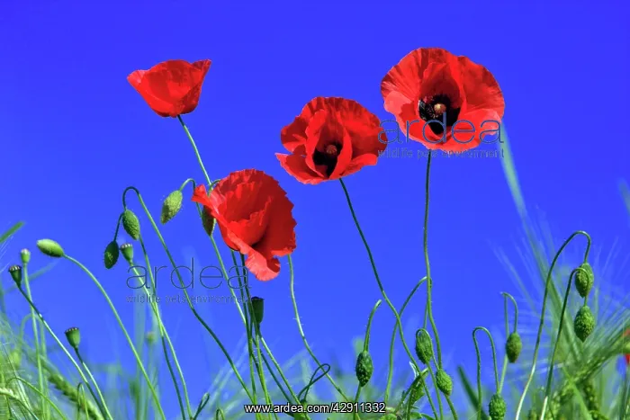 : Common Poppy - flowering against a blue sky : Common Poppy - flowering against a blue sky