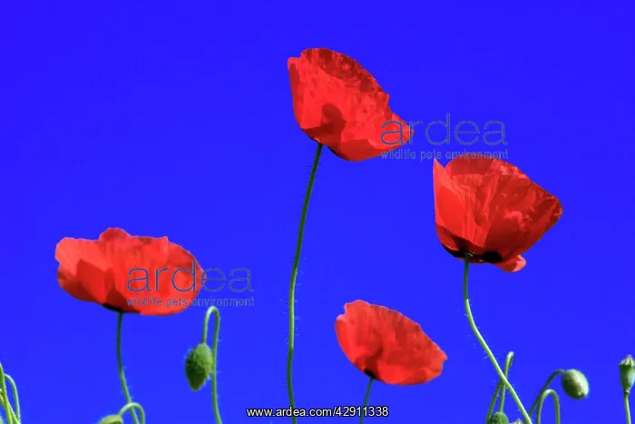 : Common Poppy - flowering against a blue sky : Common Poppy - flowering against a blue sky
