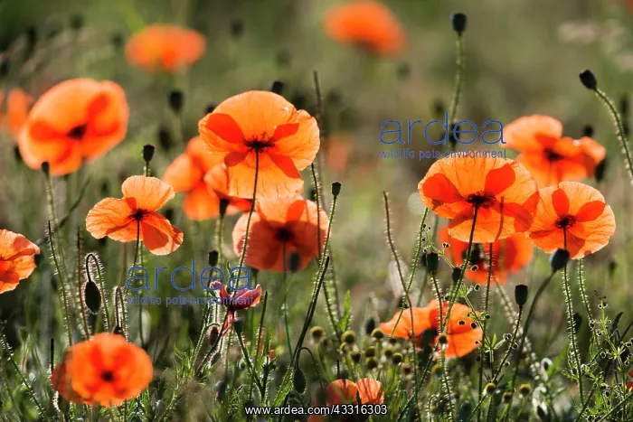 : Common Poppy, flowers growing on fallow land, with : Common Poppy, flowers growing on fallow land, with