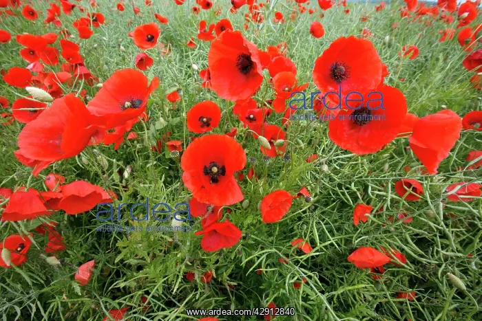 : Common Poppy - growing in oil seed rape crop : Common Poppy - growing in oil seed rape crop