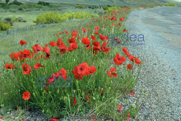 : Common Poppy growing beside a road in unstable gravel; : Common Poppy growing beside a road in unstable gravel;