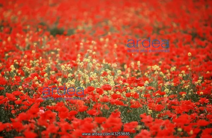 : COMMON POPPY - mass in field : COMMON POPPY - mass in field