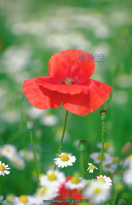 : Common Poppy in Mayweed : Common Poppy in Mayweed