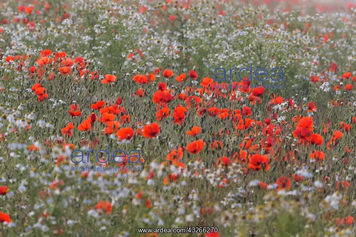 : Common Poppy and Ox - Eye Daisies, (Leucanthemum : Common Poppy and Ox - Eye Daisies, (Leucanthemum