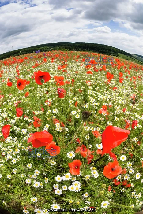 : Common Poppy and Ox - Eye Daisies, (Leucanthemum : Common Poppy and Ox - Eye Daisies, (Leucanthemum
