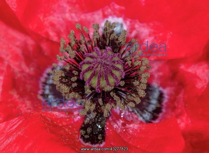  : Common Poppy, Papaver rhoeas, flower in close-up