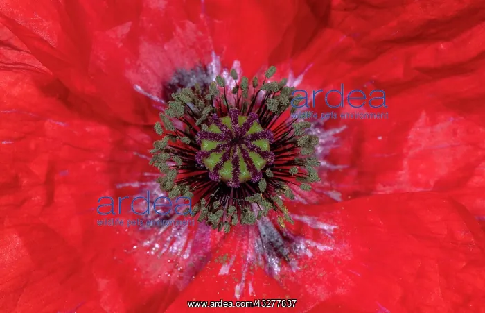  : Common Poppy, Papaver rhoeas, flower in close-up