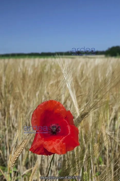 : Common Poppy (Papaver rhoeas) flowering in wheat