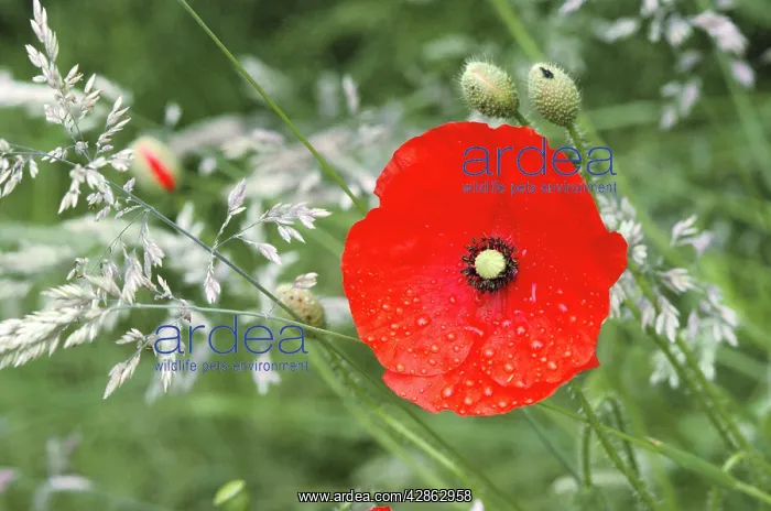 : Common POPPY - after rain : Common POPPY - after rain