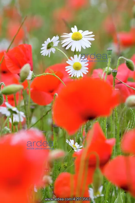 : Common Poppy - and Scentless Mayweed : Common Poppy - and Scentless Mayweed