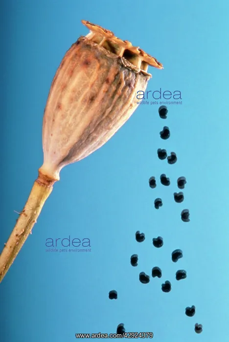 : Common POPPY - shedding seeds : Common POPPY - shedding seeds