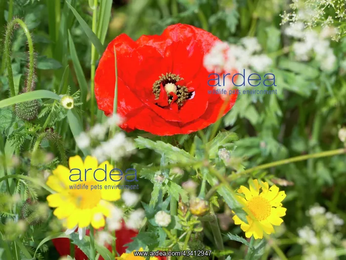: Common Poppy - UK : Common Poppy - UK