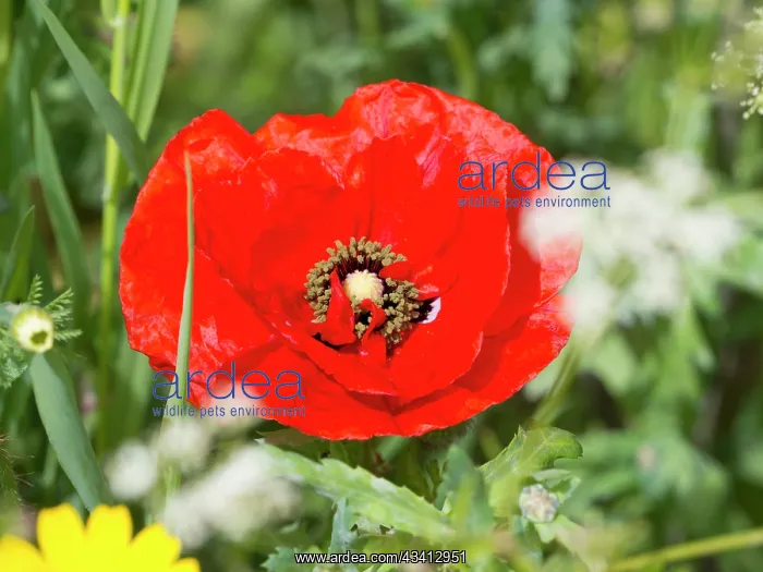 : Common Poppy - UK : Common Poppy - UK