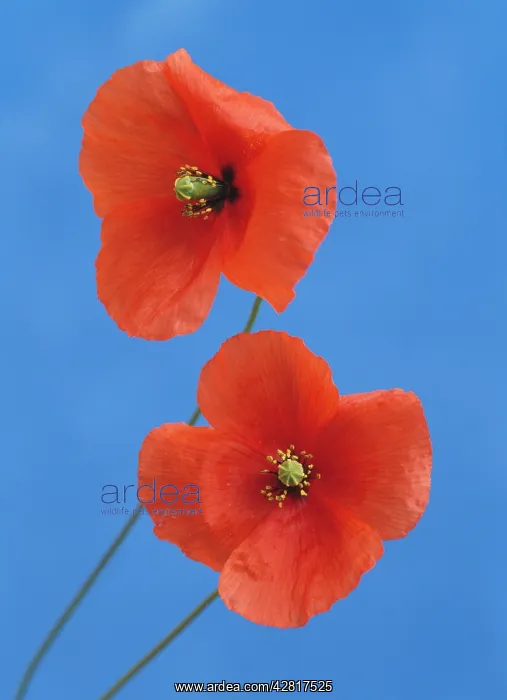 : Common POPPY - x two, close-up : Common POPPY - x two, close-up
