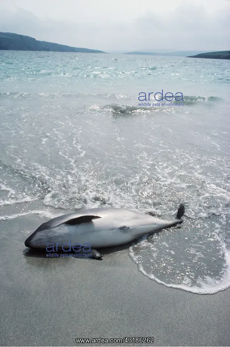  : Common PORPOISE - dead on beach