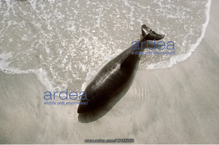: Common PORPOISE - dead on beach, aerial view : Common PORPOISE - dead on beach, aerial view